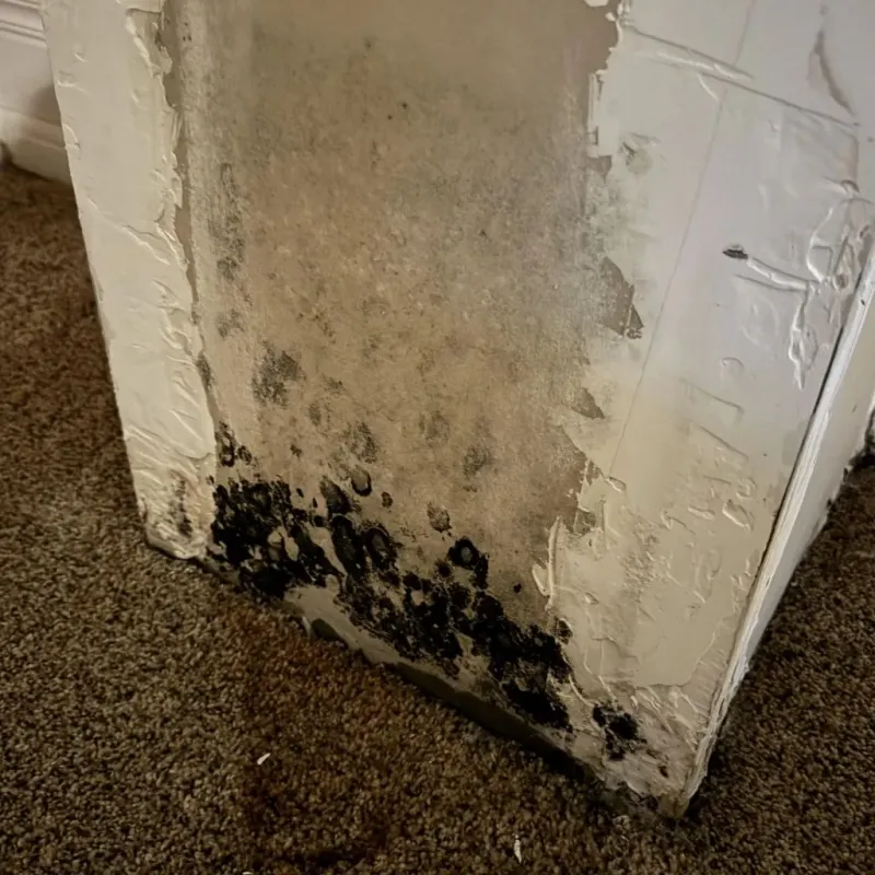 Professional Mold Removal in Calico Rock, AR